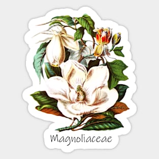 Magnoliaceae Sticker